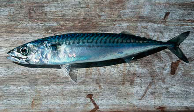 Mackerel. The REAL menace of the sea.