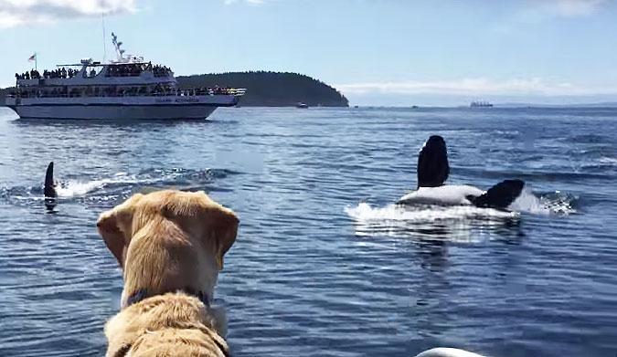 "He didn't even bark throughout this whole encounter, and Sailor barks at just about everything," the dog's owner, Kate Butler, told Pete Thomas Outdoors. "He was so excited that when we got off the boat he peed for 10 minutes."