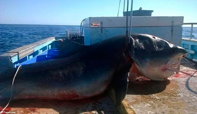 Where ever it was caught, it is a big shark. Photo: Facebook/Geoff Brooks