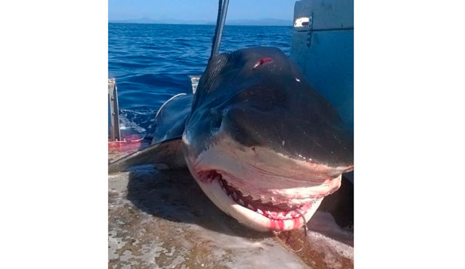 Where ever it was caught, it is a big shark. Photo:  Facebook/Geoff Brooks