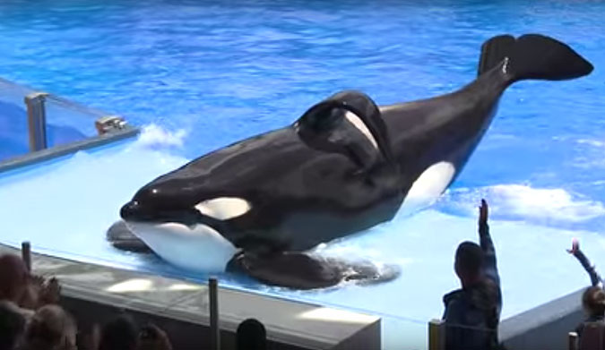 The orca jail is constantly putting out these short videos that attempt to paint captive whales as happy, well adjusted creatures, which they are not. And holy shit, is it ever depressing.