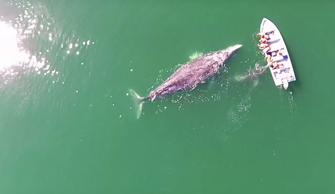 Stories like this just go to show that captive animals aren't necessary to impress us–in fact, seeing these beautiful creatures in the wild is much more impressive.