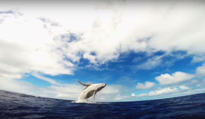 Humpback