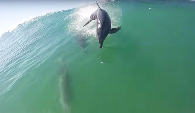 Dolphins are awesome creatures