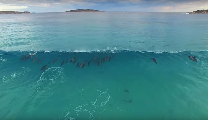 Dolphins are the greatest surfers on earth.