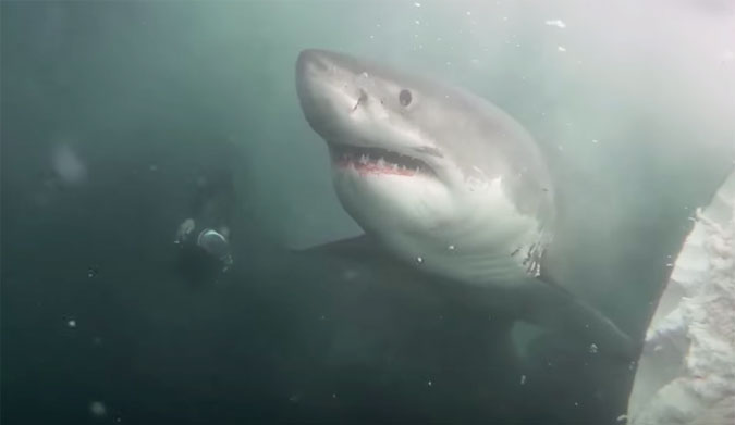 Cageless Shark Diving
