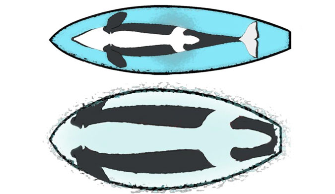 Orca Pattern Shark