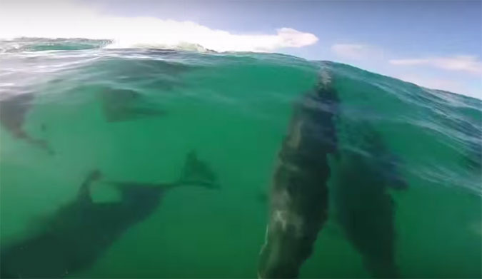 Dolphins Surfing