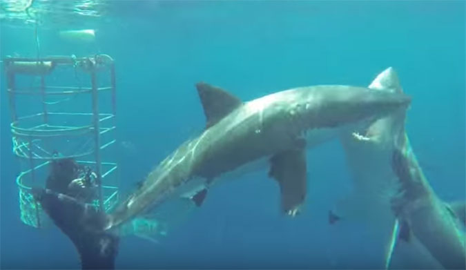 Great White Cannibalism