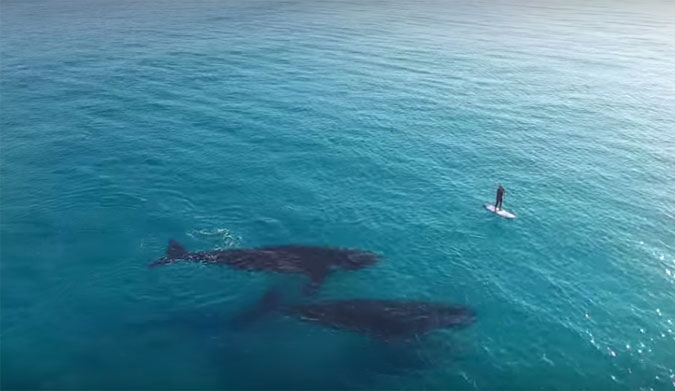 Paddle Boarding with Whales, Esperance Australia