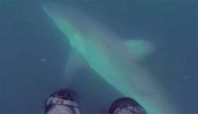 Great White Shark Encounter