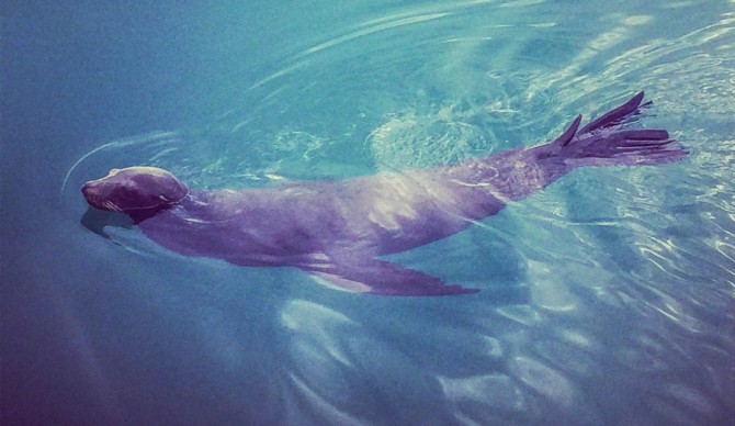 A curious visitor to the boat on Cedros. Photo: Courtesy of Jess Reilly