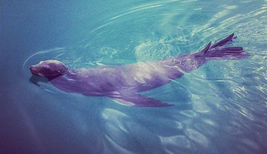 A curious visitor to the boat on Cedros. Photo: Courtesy of Jess Reilly