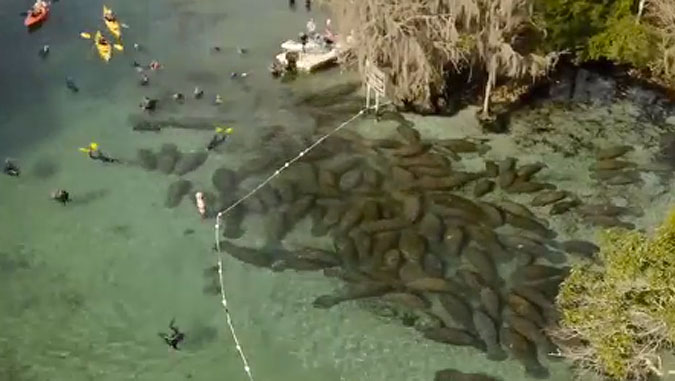 As humans will do, they gathered around the group, getting as close as possible. The manatees, however, decided en masse that they had had just about enough.