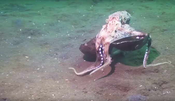 Octopuses are very strange creatures.