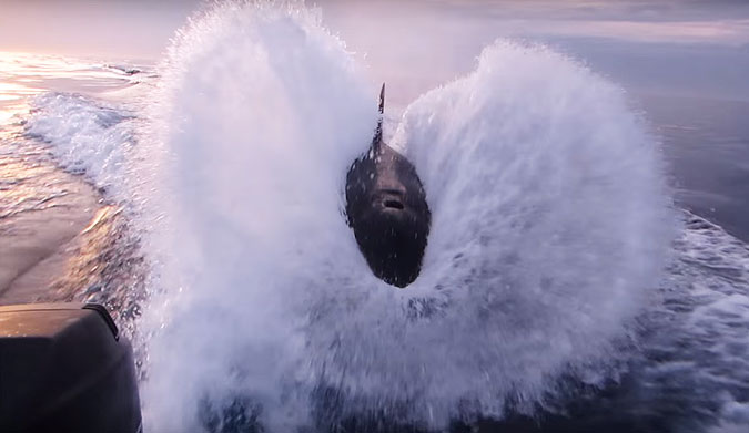 This pod of orcas decided to use their boat's wake as a jungle gym.