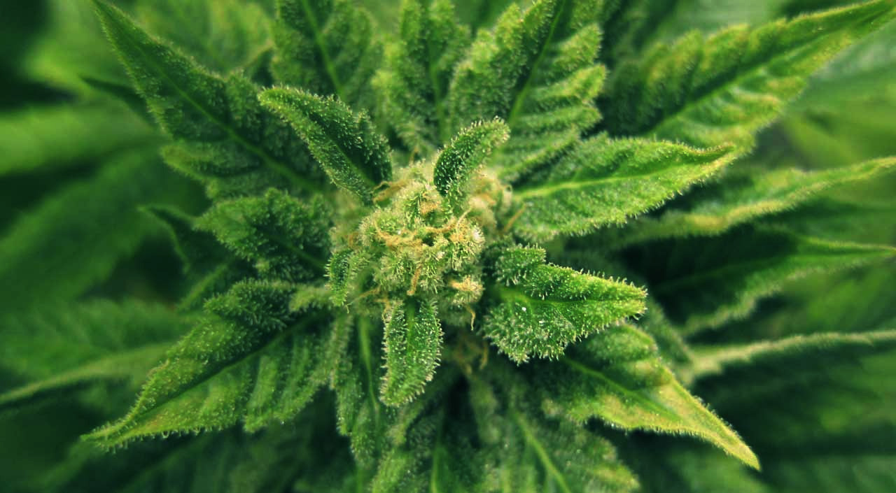 Photo: Weed Seed Shop