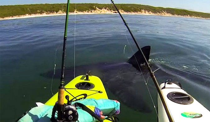 Great White South Africa