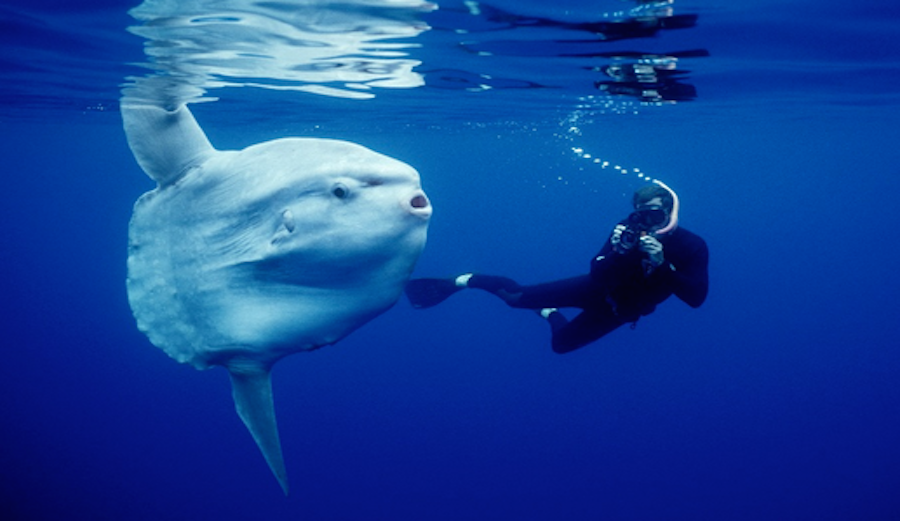 Sunfish are very photogenic, often seen posing for paparazzi. Credit: Journal of Animal Ecology