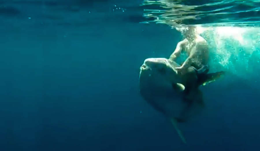 Sunfish are pretty good at giving piggy back rides. Photo: Matt G/Youtube
