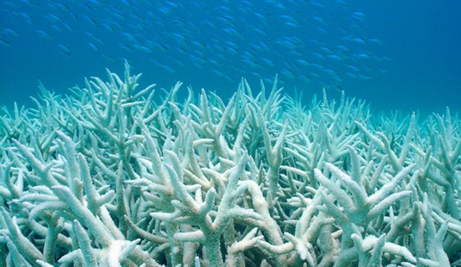 Great, now the Great Barrier Reef has herpes. Kinda. Photo: Duke University