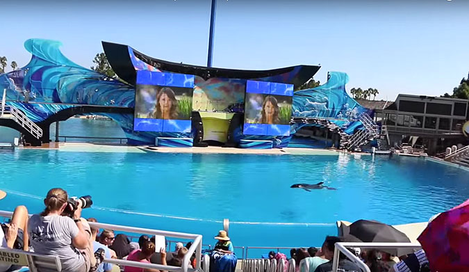 This whale, an intelligent creature, is quite simple bored out of its mind... and the fact that we pay to watch it is pretty damn disturbing.