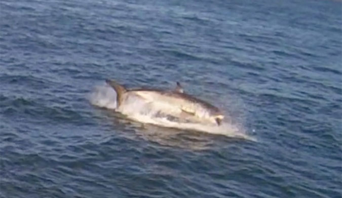 San Francisco Great White