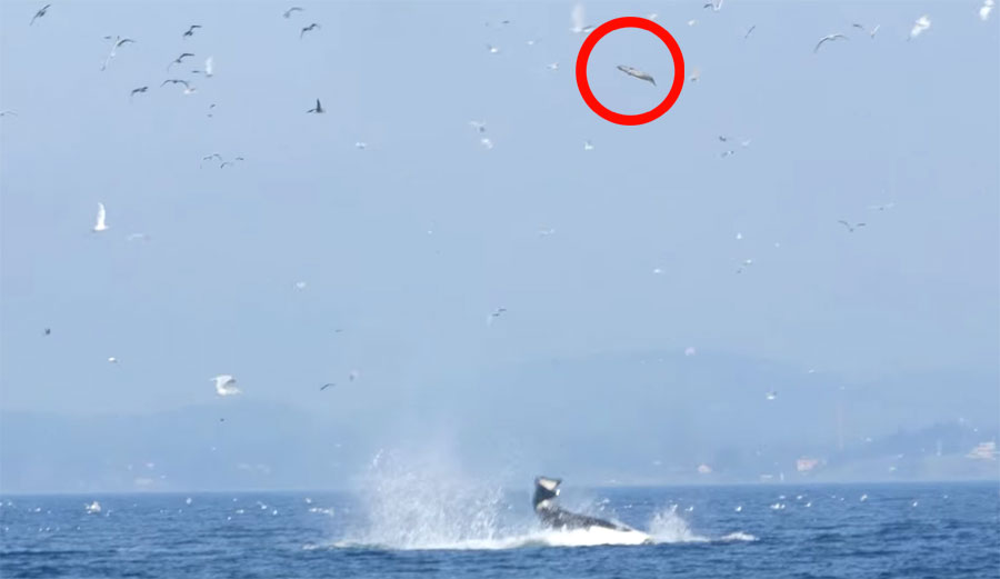 Killer Whale Launches Seal