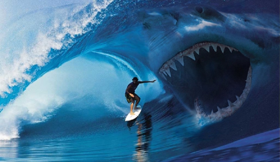This may go against popular opinion, but here's why I think we should kill the sharks. Photo: imagesci.com