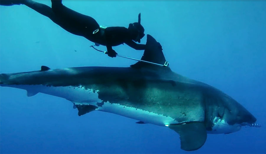 Kimi Werner Woman Rides Great White Shark