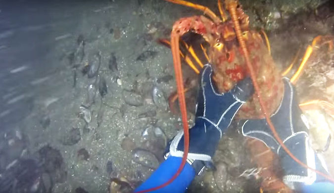 Diving for lobster is a slightly creepy venture.