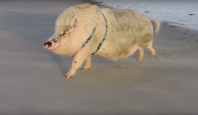 For a pig, he sure does express it well.