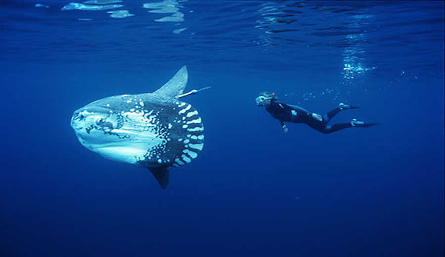 Sunfish are very docile, often allowing swimmers to get close and cuddly. Photo: UCSB