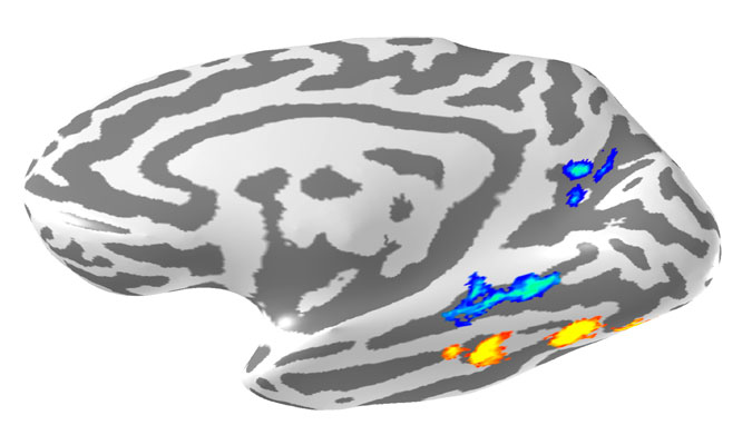 Brain areas that likely help us learn and recognize waves. This is a reconstruction of my brain. It's been inflated so you can see brain areas inside the indentations (darker gray pixels). The left side of the image is the front and the right side of the image is the back. The cool colors indicate those areas that respond more to visual scenes (beachscapes, wavescapes, etc.) than to images from other visual categories (faces, objects, etc). The warm colors indicate those areas that respond more to images of faces than to images from other visual categories (scenes, objects, etc.).