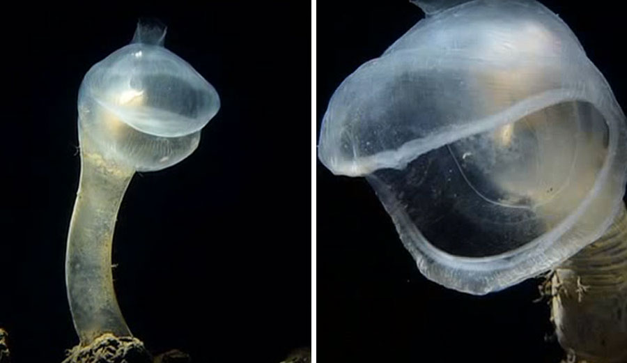 Predatory tunicate.