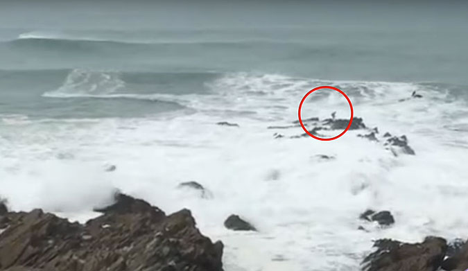 Last week, things got a little hairy in Cornwall.