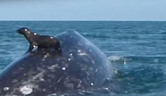 when this seal found itself in a position to hitch a short ride on the back of a whale, well, it did just that. And we'll be damned if it's not the cutest thing on the internet.