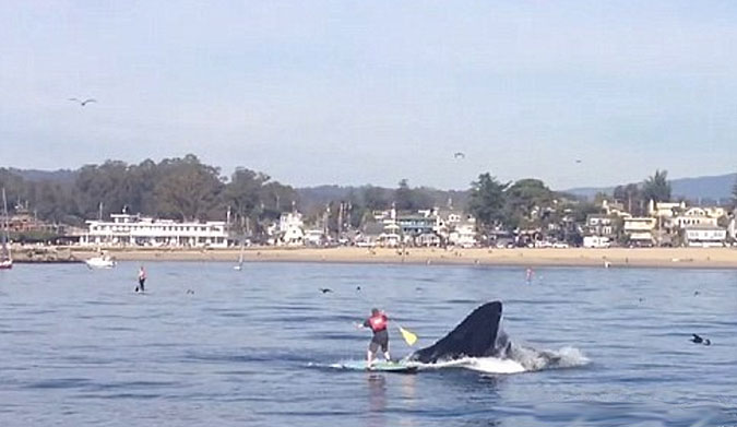 Paddleboarding is quiet, peaceful, and relaxing... until a humpback whale decides to go for the bait ball you're currently looking at.