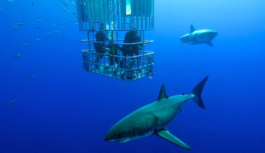 Sharks just wanna dance, apparently. Photo: Shutterstock