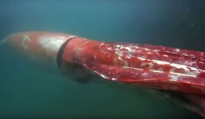 Giant squid sightings are so rare because they normally inhabit the deepest areas of the ocean.