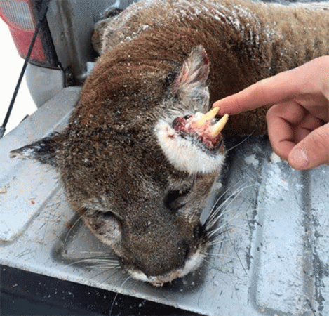 cougar2