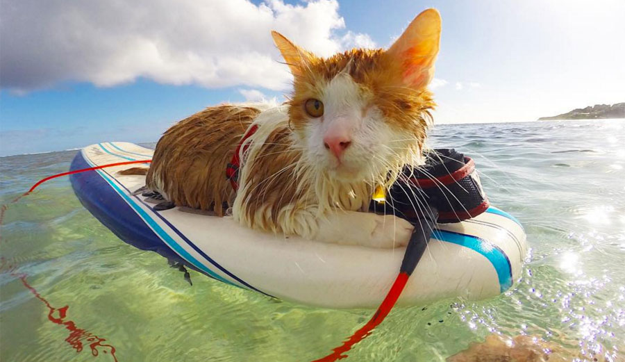 One-Eyed Surfing Cat