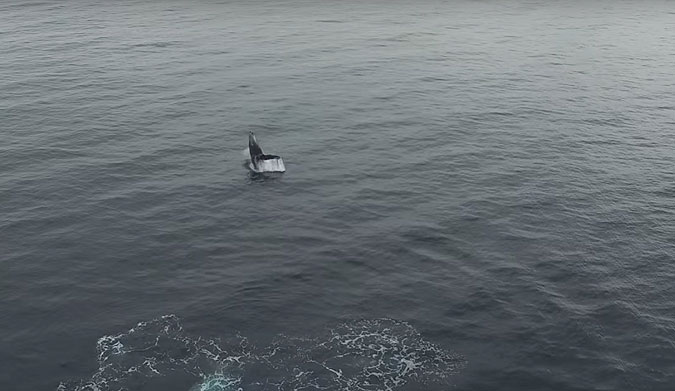 A drone pilot in Newport Beach stumbled onto an amazing bit of footage a few days ago.
