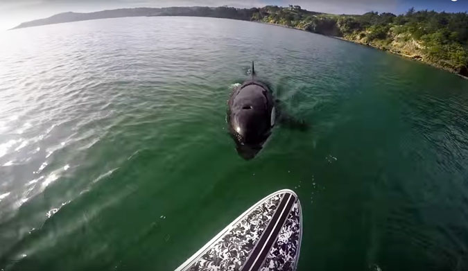Killer whales are awesome, and seeing them in the wild is even more awesome.