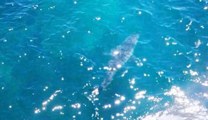 A photo of the shark from a helicopter. It's estimated to be 23 feet long.
