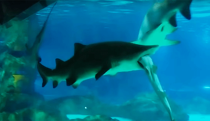 According to reports, the tiger shark swam around placidly for 21 hours, slowly eating its prey.
