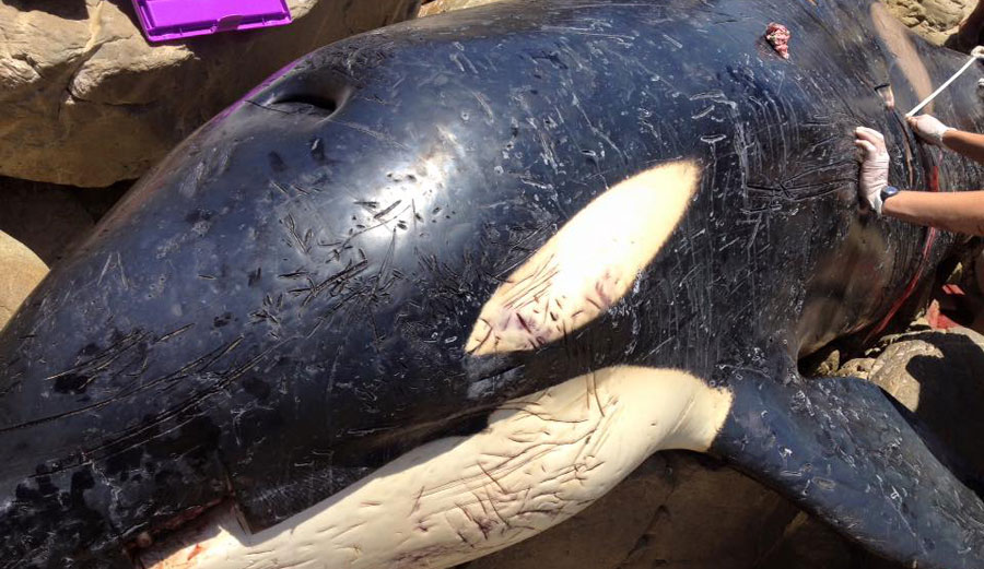 The whale was found with its stomach full of garbage.