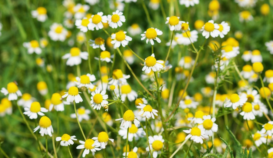 Photo: Shutterstock