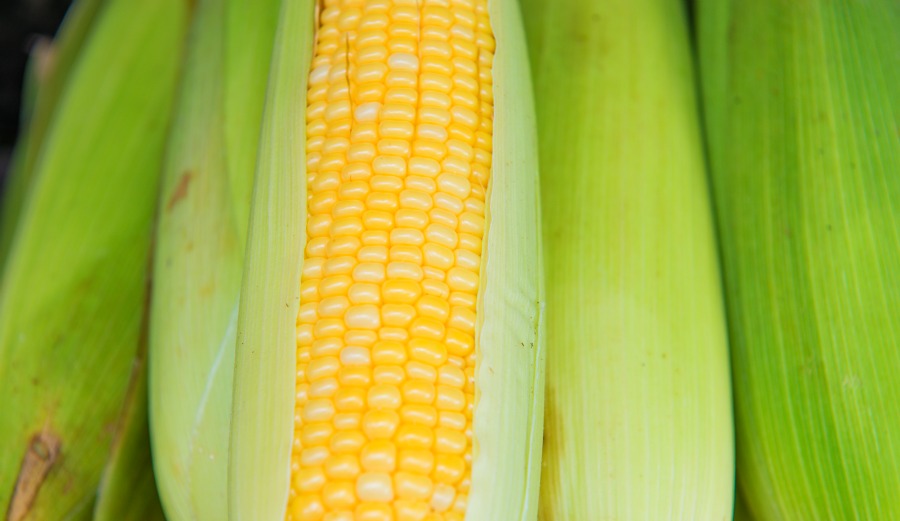 Photo: Shutterstock.