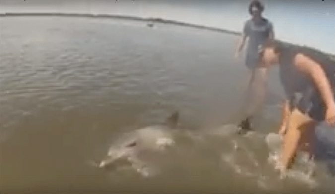 When three teenagers were kayaking in Western Australia, they came across something amazing. A baby dolphin had beached itself on the shore, and was struggling for its life.